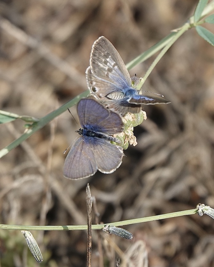 Lang's short-tailed blue